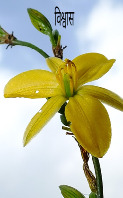 विश्वास