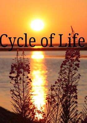 Cycle of Life