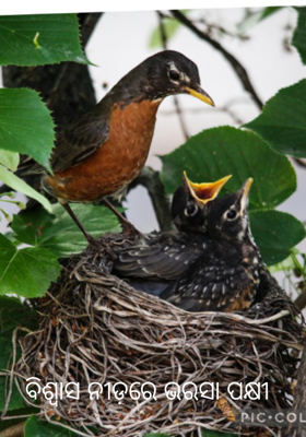 ବିଶ୍ବାସ ନୀଡ଼ରେ ଭରସା ପକ୍ଷୀ