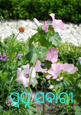 ସ୍ୱପ୍ନ ସବାରୀ