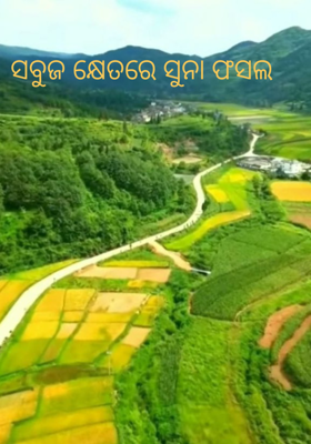 ସବୁଜ କ୍ଷେତରେ ସୁନା ଫସଲ