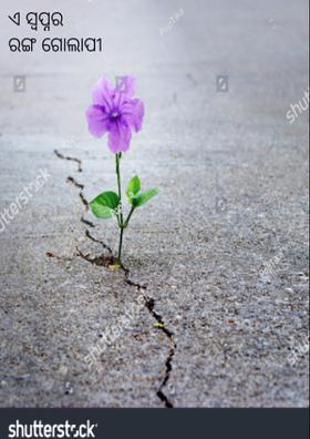 ଏ ସ୍ବପ୍ନର ରଙ୍ଗ ଗୋଲାପୀ