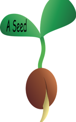 A Seed