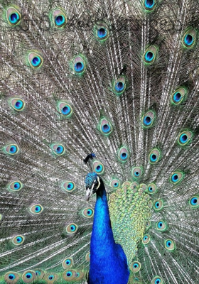 'హరీ!'శతకపద్యాలు