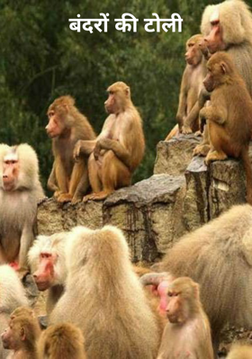 बंदरों की टोली