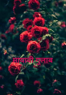 मायावी गुलाब