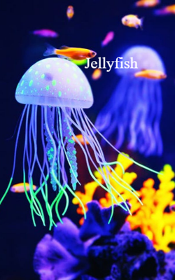 Jellyfish