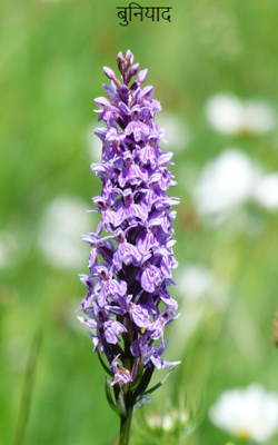 बुनियाद