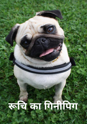 रूचि का गिनीपिग