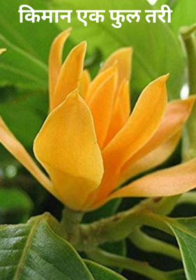 किमान एक फुल तरी
