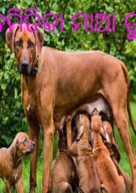 କେମିତିକା ମାଆ ତୁ