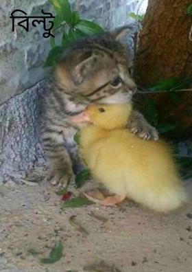 বিল্টু বাবু