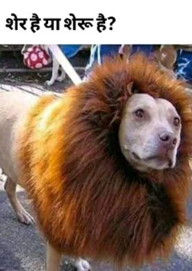 शेर है या शेरू?