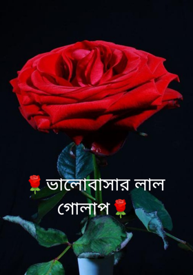 🌹ভালোবাসার লাল গোলাপ🌹