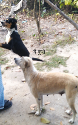 ये कुत्ते