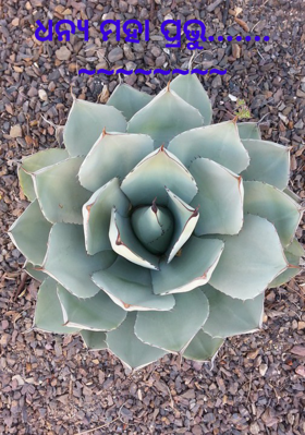 ଧନ୍ୟ ମହାପ୍ରଭୁ