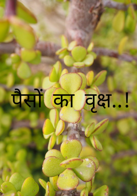 पैसों का वृक्ष..!