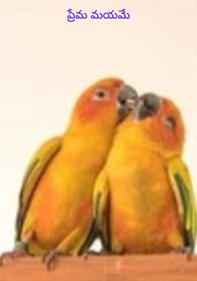 ప్రేమ మయమే