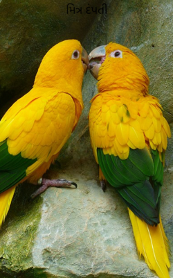 મિત્ર દંપતી