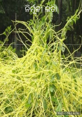 ନିର୍ମୂଳୀ ଲତା