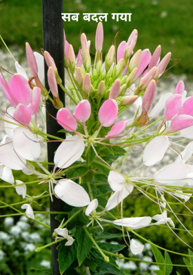सब बदल गया