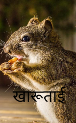 खारूताई