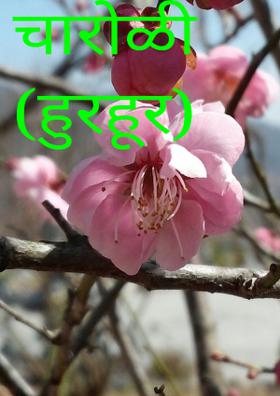 चारोळी(हुरहूर)