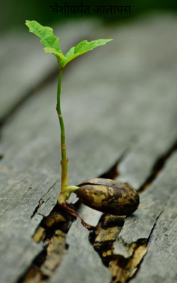 वेशीपर्यंत आलायस