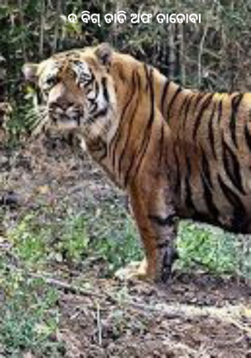 ଦ ବିଗ୍ ଡାଡି ଅଫ ତାଡୋବା