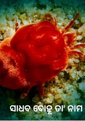 ସାଧବ ବୋହୂ ତା' ନାମ