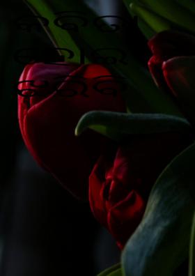 କବିତା ହୋଇ ଝରିବି