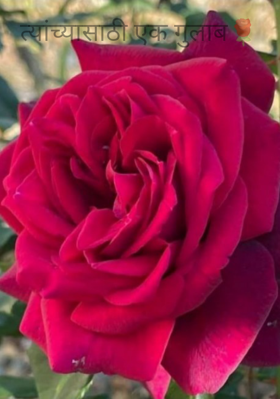 त्यांच्यासाठी एक गुलाब🌹