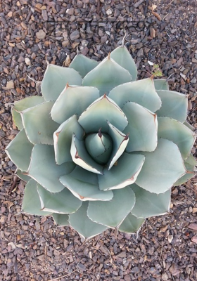 प्रेम एक सत्य