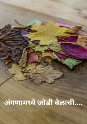 अंगणामध्ये जाेडी बैलाची....