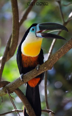 ପକ୍ଷୀ ରଙ୍ଗରେ