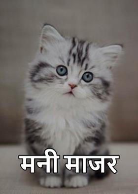 मनी  माजर