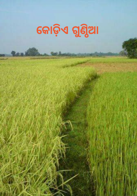କୋଡ଼ିଏ ଗୁଣ୍ଠିଆ