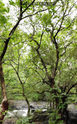 मृध गंध पावसाचा