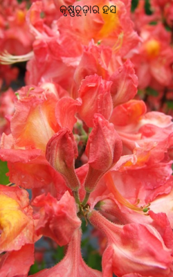 କୃଷ୍ଣଚୂଡ଼ାର ହସ