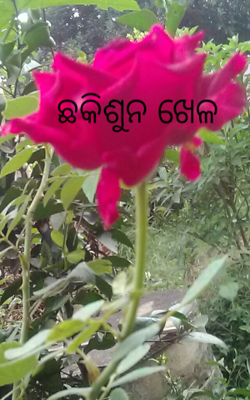 ଛକିଶୁନ ଖେଳ