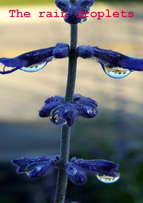 The Rain Droplets