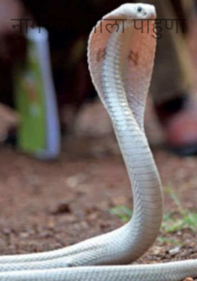 नागराज आला पाहुणा