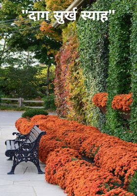 "दाग सुर्ख स्याह"