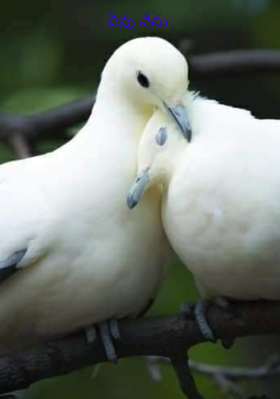 నీవు నేను