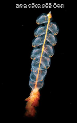 ଅନ୍ଧାର ଗଳିରେ ହଜିଛି ଠିକଣା