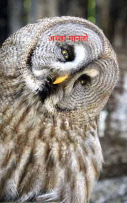 अच्छा मानलो