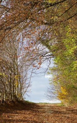 అడవి తల్లులు