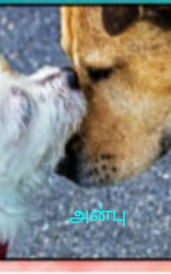 அன்பு