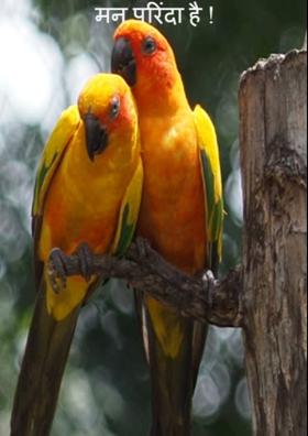 मन परिंदा है !