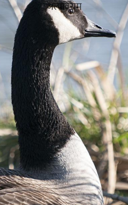 अल्पविराम